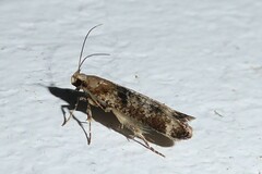 Anisoplaca acrodactyla