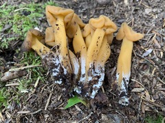 Leotia lubrica image