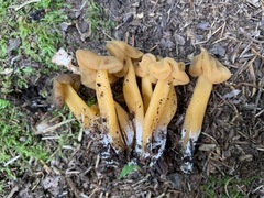 Leotia lubrica image