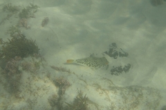 Tetractenos glaber