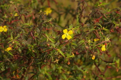 Ludwigia