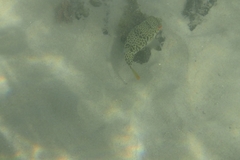 Tetractenos glaber