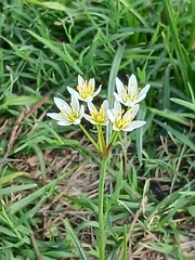 Nothoscordum bivalve