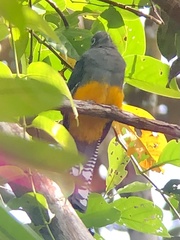 Trogon violaceus