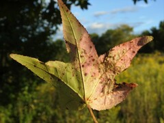 Phyllocnistis liquidambarisella