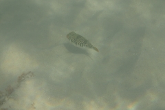 Tetractenos glaber