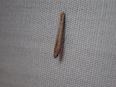 Crocidosema plebejana