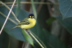 Todirostrum poliocephalum