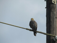 Falco femoralis