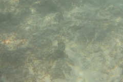 Tetractenos glaber