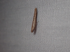 Crocidosema plebejana