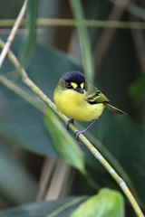 Todirostrum poliocephalum