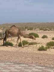Camelus dromedarius