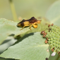 Phymata pennsylvanica