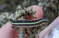 Trichordestra legitima