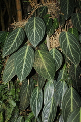 Peperomia maculosa