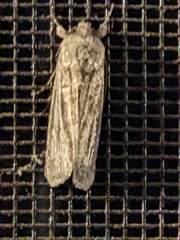 Spodoptera frugiperda