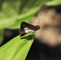 Sabera caesina