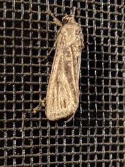 Spodoptera frugiperda