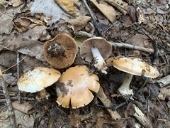 Cortinarius compressus