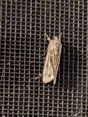 Spodoptera frugiperda