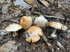 Cortinarius compressus