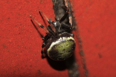 Araneus granadensis