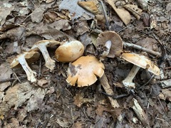 Cortinarius compressus