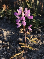 Lupinus arcticus