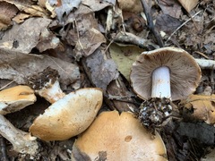 Cortinarius compressus