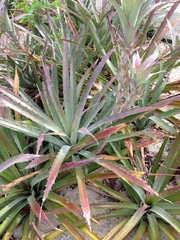 Bromelia pinguin