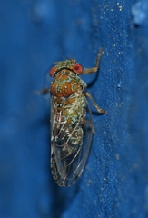 Mitrapsylla