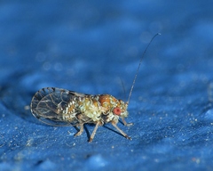 Mitrapsylla