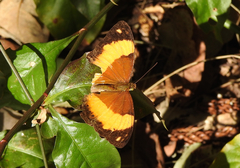 Cupha prosope