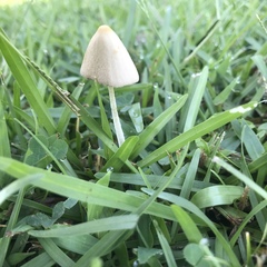 Conocybe apala albipes