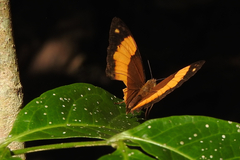 Cupha prosope