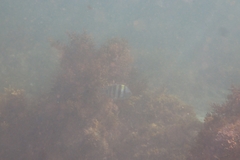 Abudefduf vaigiensis