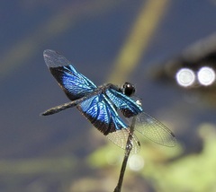 Rhyothemis resplendens