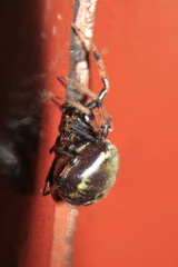 Araneus granadensis