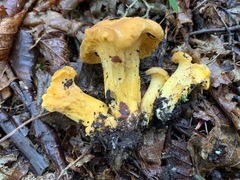 Cantharellus enelensis