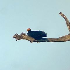 Cathartes melambrotus