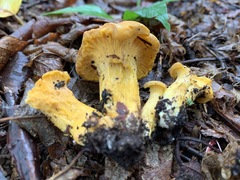 Cantharellus enelensis
