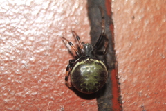 Araneus granadensis