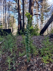 Arctostaphylos andersonii
