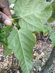 Acer pensylvanicum