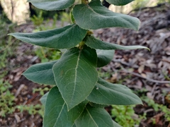Arctostaphylos andersonii