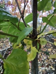 Acer pensylvanicum