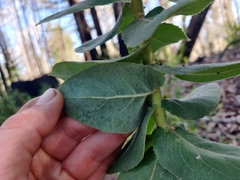 Arctostaphylos andersonii