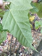Acer pensylvanicum