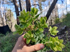 Arctostaphylos andersonii